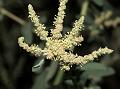 Oblong-Leaf Saltbush